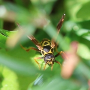 Polistes (Polistes) chinensis at Hughes, ACT - 11 Feb 2024