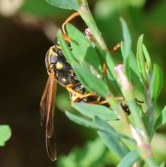 Polistes (Polistes) chinensis at Hughes, ACT - 11 Feb 2024