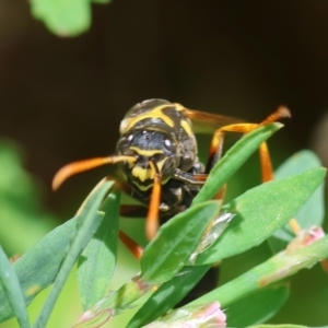 Polistes (Polistes) chinensis at Hughes, ACT - 11 Feb 2024