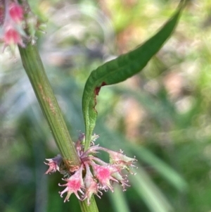 Rumex brownii at Numeralla, NSW - 11 Feb 2024