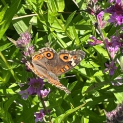 Junonia villida (Meadow Argus) at Numeralla, NSW - 11 Feb 2024 by JaneR