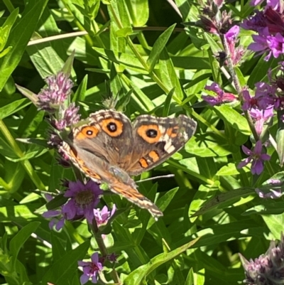 Junonia villida (Meadow Argus) at Numeralla, NSW - 11 Feb 2024 by JaneR