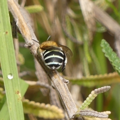 Amegilla (Zonamegilla) asserta (Blue Banded Bee) at Wingecarribee Local Government Area - 10 Feb 2024 by Curiosity