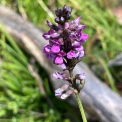 Cullen microcephalum (Dusky Scurf-pea) at Numeralla, NSW - 11 Feb 2024 by JaneR