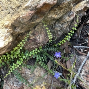 Asplenium flabellifolium at Numeralla, NSW - 11 Feb 2024 01:49 PM