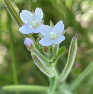 Epilobium hirtigerum at Numeralla, NSW - 11 Feb 2024