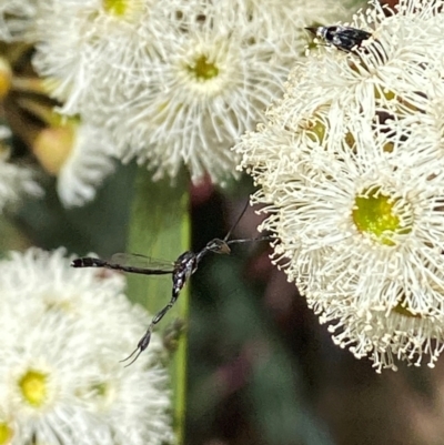Gasteruption sp. (genus) (Gasteruptiid wasp) at Giralang, ACT - 11 Feb 2024 by mcosgrove
