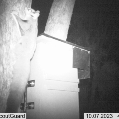 Petaurus norfolcensis (Squirrel Glider) at Albury - 6 Oct 2023 by ELeath1