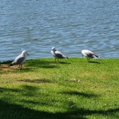 Chroicocephalus novaehollandiae (Silver Gull) at Mannum, SA - 12 Feb 2024 by Mike