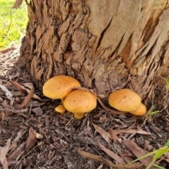 Gymnopilus junonius (Spectacular Rustgill) at Albury - 17 May 2023 by ELeath1