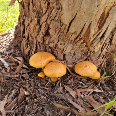 Gymnopilus junonius (Spectacular Rustgill) at Albury - 17 May 2023 by ELeath1