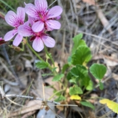 Pelargonium sp. Striatellum (G.W.Carr 10345) G.W.Carr (Omeo Storksbill) at Belconnen, ACT - 9 Feb 2024 by JohnGiacon