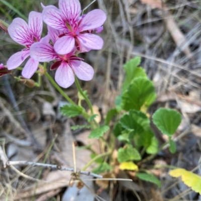 Pelargonium sp. Striatellum (G.W.Carr 10345) G.W.Carr (Omeo Storksbill) at Flea Bog Flat to Emu Creek Corridor - 9 Feb 2024 by JohnGiacon