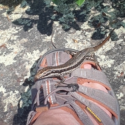 Eulamprus heatwolei (Yellow-bellied Water Skink) at South East Forest National Park - 12 Feb 2024 by BrianSummers