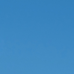 Haliastur sphenurus (Whistling Kite) at Cowirra, SA - 12 Feb 2024 by Mike