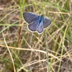 Zizina otis (Common Grass-Blue) at National Arboretum Woodland - 10 Feb 2024 by NickiTaws