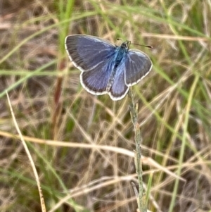 Zizina otis at National Arboretum Woodland - 10 Feb 2024