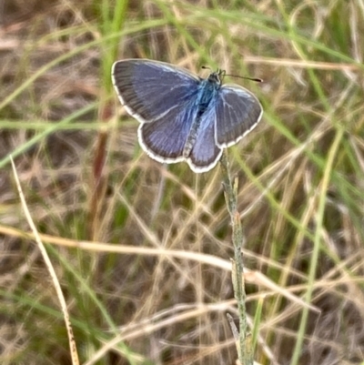 Zizina otis (Common Grass-Blue) at National Arboretum Woodland - 10 Feb 2024 by NickiTaws