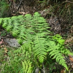 Histiopteris incisa (Bat's-Wing Fern) at suppressed - 12 Feb 2024 by LukeMcElhinney