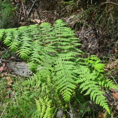 Histiopteris incisa (Bat's-Wing Fern) at Namadgi National Park - 12 Feb 2024 by LukeMcElhinney