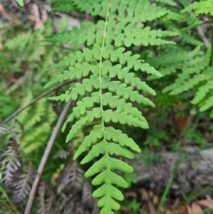 Histiopteris incisa at Namadgi National Park - 12 Feb 2024