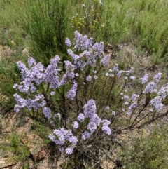 Olearia stricta var. parvilobata at Tharwa, ACT - 10 Feb 2024 by JohnnyBoyACT