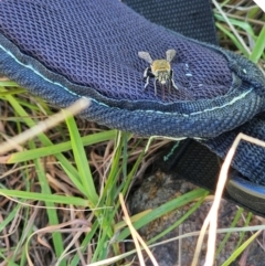 Amegilla (Zonamegilla) asserta (Blue Banded Bee) at Molonglo River Reserve - 11 Feb 2024 by Jiggy