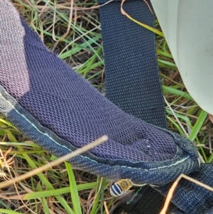 Amegilla (Zonamegilla) asserta at Molonglo River Reserve - 12 Feb 2024