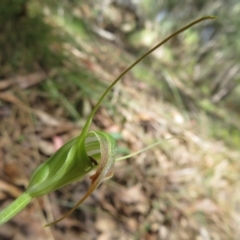 Diplodium decurvum (Summer greenhood) at Namadgi National Park - 11 Feb 2024 by Christine