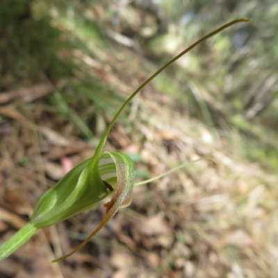 Diplodium decurvum (Summer greenhood) at Namadgi National Park - 11 Feb 2024 by Christine