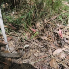 Diplodium decurvum at Namadgi National Park - 11 Feb 2024