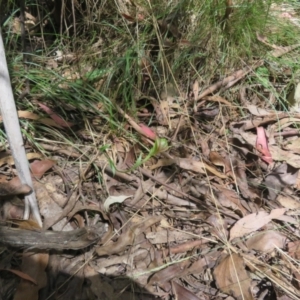 Diplodium decurvum at Namadgi National Park - suppressed