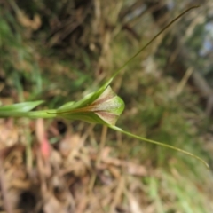 Diplodium decurvum at Namadgi National Park - suppressed