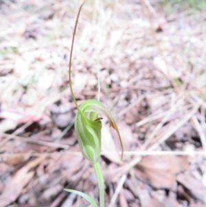 Diplodium decurvum at Namadgi National Park - suppressed