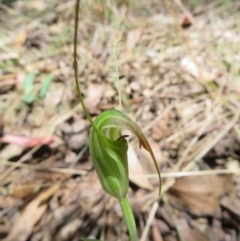 Diplodium decurvum at Namadgi National Park - suppressed