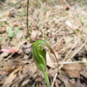 Diplodium decurvum at Namadgi National Park - 11 Feb 2024