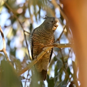 Callocephalon fimbriatum at Cook, ACT - 12 Feb 2024