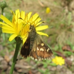 Anisynta monticolae (Montane grass-skipper) at Namadgi National Park - 11 Feb 2024 by Christine