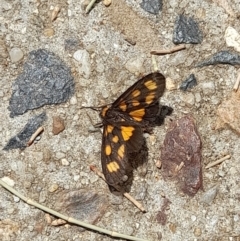 Asura cervicalis at Sullivans Creek, Acton - 12 Feb 2024 01:19 PM