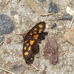 Asura cervicalis at Sullivans Creek, Acton - 12 Feb 2024 01:19 PM