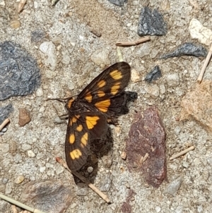 Asura cervicalis at Sullivans Creek, Acton - 12 Feb 2024 01:19 PM