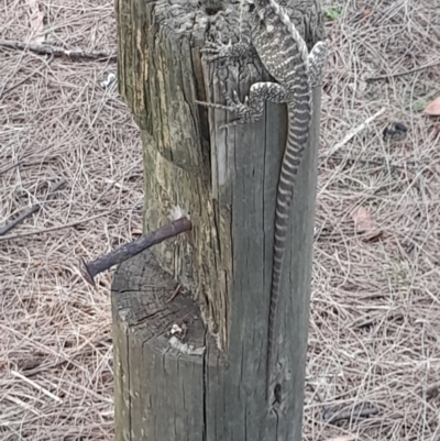 Pogona barbata at Acton, ACT - 12 Feb 2024 by VanceLawrence