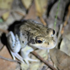 Limnodynastes superciliaris at Wollondilly Local Government Area - 11 Feb 2024 by Freebird