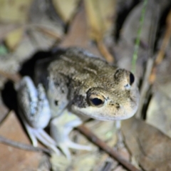 Limnodynastes dumerilii at Thirlmere, NSW - 11 Feb 2024 by Freebird