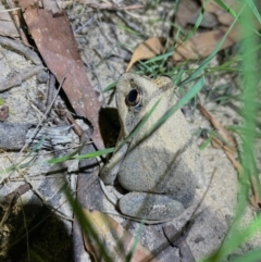 Limnodynastes dumerilii at Thirlmere Lakes National Park - 12 Feb 2024 by Freebird