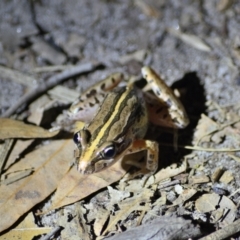 Limnodynastes peronii (Brown-striped Frog) at Thirlmere Lakes National Park - 11 Feb 2024 by Freebird