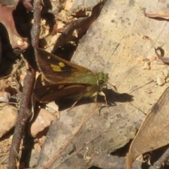 Timoconia flammeata (Bright Shield-skipper) at Cotter River, ACT - 11 Feb 2024 by Christine