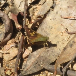 Timoconia flammeata at Namadgi National Park - 11 Feb 2024