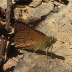 Timoconia flammeata at Namadgi National Park - 11 Feb 2024