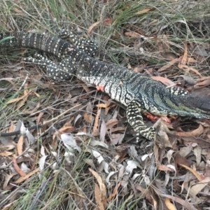 Varanus varius at Gundaroo, NSW - 6 Feb 2024